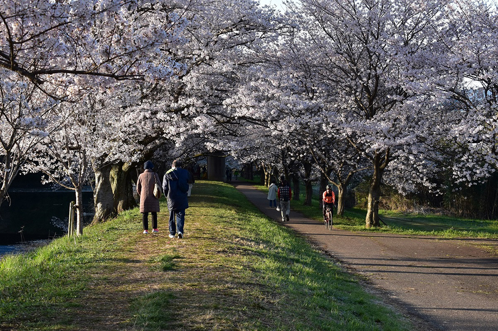 小貝川(福岡堰)の紹介